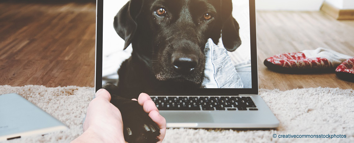 Portrait of black dog inside computer laptop shaking paw through screen